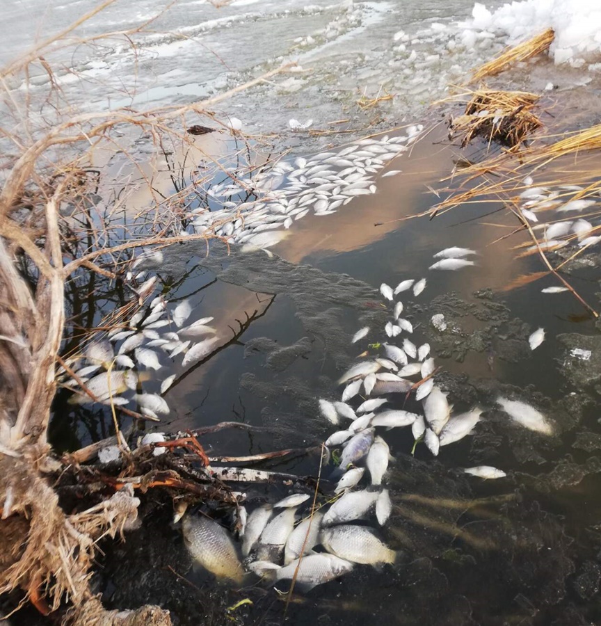 Прокуратура района взяла на контроль ситуацию с замором рыбы на озере Шишкино