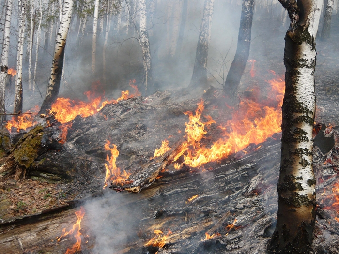 По фактам лесных пожаров возбуждено два уголовных дела