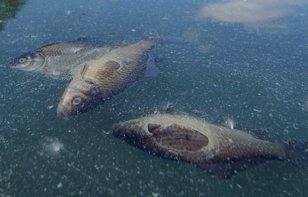 Массовая гибель рыбы на озере Круглое