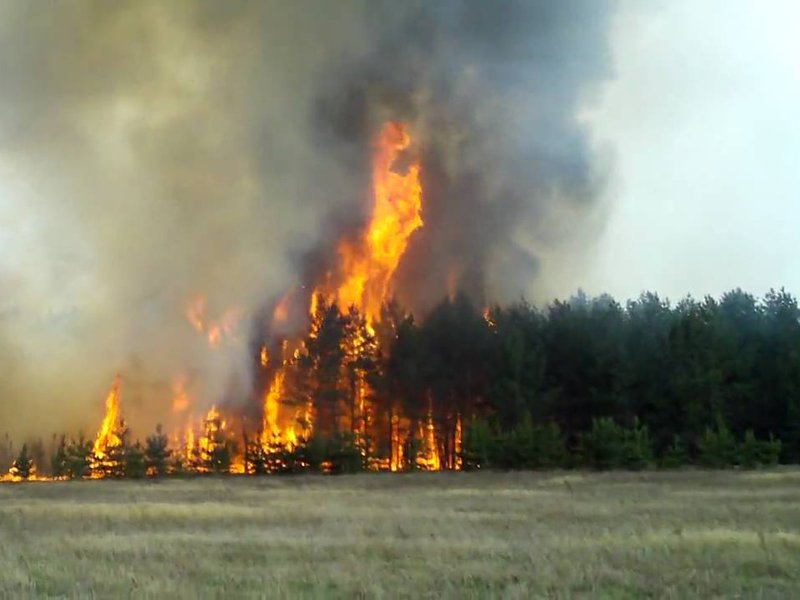 Пожарные и полиция ищут очевидцев лесных пожаров 
