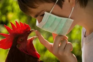 Главный ветврач района: о ситуации по птичьему гриппу 