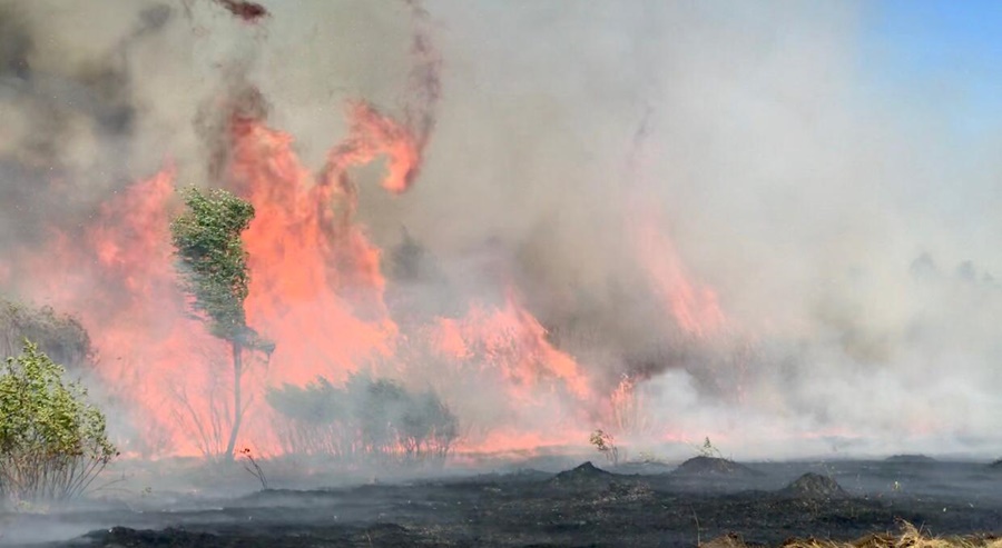 Лесной пожар, произошедший в Октябрьском лесничестве, ликвидирован