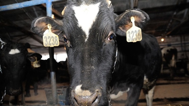 Новое в законодательстве: о чём нужно знать тем, кто содержит скот