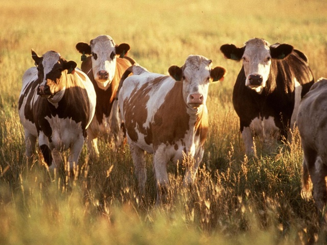 Ущерб от кражи скота составил уже 150 тысяч рублей