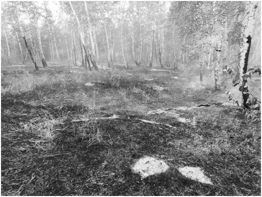 Ущерб от лесного пожара составил  более 400 тысяч рублей!